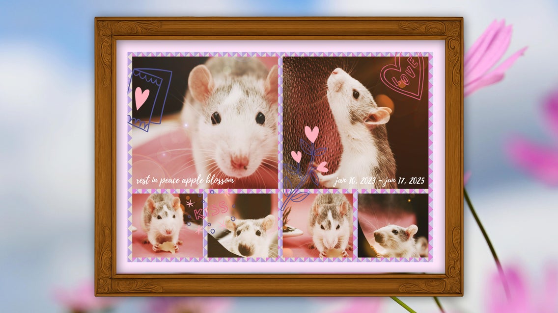 Framed pet photo collage with hamsters and pink hearts